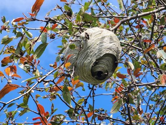 Creative Highlights World Bald-faced Hornet Nest Bald-faced hornet (Dolichovespula maculata) nest in a crabapple tree in Toronto, Ontario, Canada, on July 12, 2023. Toronto Canada  Copyright: xCreativexTouchxImagingxLtdx originalFilename: friedman-baldface230712_npxTf.jpg