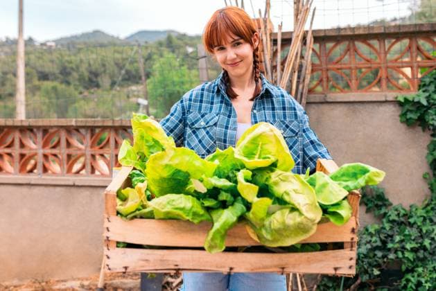 MR_ID14009_13410_AdrianaMendoza.jpg Positive young female in casual outfit smiling and looking at camera while carrying wooden box of harvested lettuce in garden at daylight, Model released AlfonsoSaenz_ID14009_422624_031 Copyright: xAlfonsoxSaenzx MR
