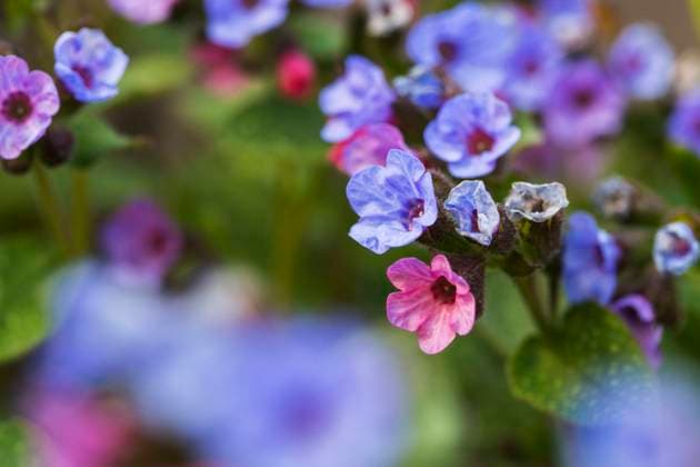 Echtes Lungenkraut, Geflecktes Lungenkraut (Pulmonaria officinalis), bluehend, Niederlande, Friesland Common lungwort (Pulmonaria officinalis), blooming, Netherlands, Frisia BLWS690762 *** Real Lungwort, Spotted Lungwort pulmonaria officinalis , blueing, Netherlands, Friesland Common Byline pulmonaria officinalis , blooming, Netherlands, Frisia BLWS690762 Copyright: xblickwinkel AGAMI W.xLeursx