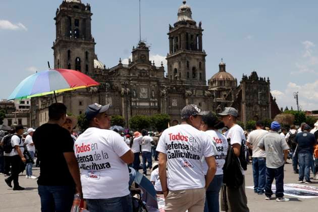 Third peaceful national march Animal welfare with science in Mexico City July 13, 2023, Mexico City, Mexico: Workers and businessmen in the fighting cock, bullfighting and hunting industry demand that the government of Mexico City and the Government of Mexico not promote laws that end their companies and sources of employment, during the third march called Animal welfare with science in the Zocalo in Mexico City. on July 13, 2023 in Mexico City, Mexico (Photo by Luis Barron Eyepix Group). Copyright: xLuisxBarronx xEyepixxGroupx LB_20230713_GALLOS21