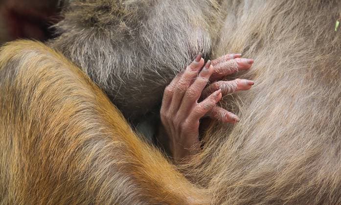 July 14, 2023, Kathmandu, Bagmati, Nepal: A baby monkey cuddles its mother at premises of Swayambhu popularly known as monkey temple in Kathmandu, Nepal on July 14, 2023. Kathmandu Nepal - ZUMAs233 20230714_zap_s233_001 Copyright: xSunilxSharmax