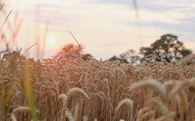 13.07.2023, Weizenfelder in der Abendsonne. Über dem Feld geht die Sonne unter. 13.07.2023, Weizenfelder in der Abendsonne 13.07.2023, Weizenfelder in der Abendsonne *** 13 07 2023, Wheat fields in the evening sun The sun sets over the field 13 07 2023, Wheat fields in the evening sun 13 07 2023, Wheat fields in the evening sun