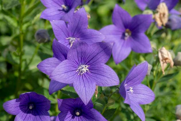Chinese bellflower (Platycodon grandiflorus) flowering in the garden. Platycodon flowers. Close up. Detail. Chinese bellflower (Platycodon grandiflorus) flowering in the garden. Platycodon flowers. Close up. Detail. Copyright: xZoonar.com StefanxSutkax 17766987