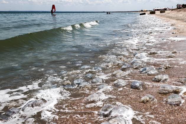 Bilder des Jahres 2023, News 07 Juli News Themen der Woche KW28 News Bilder des Tages RUSSIA, REPUBLIC OF CRIMEA - JULY 16, 2023: Jellyfish swarm the coast of the Sea of Azov in Tatar Bay near the village of Mysovoye, Leninsky District, eastern Crimea. Sergei Malgavko TASS  60489857