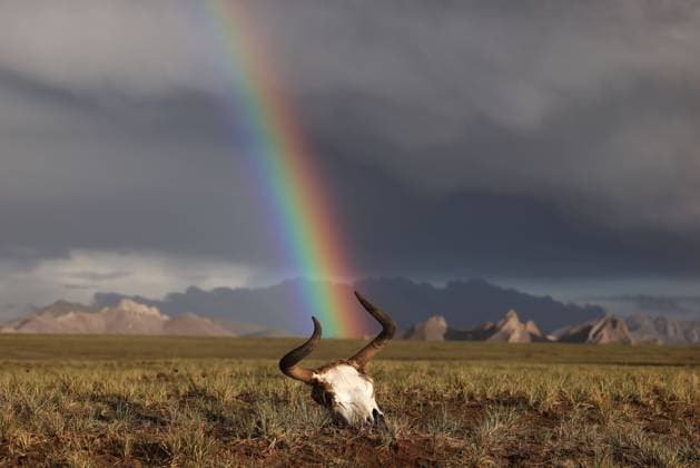 Bilder des Jahres 2023, Entertainment 07 Juli Entertainment Themen der Woche KW28 (230716) -- ALTUN MOUNTAINS, July 16, 2023 -- This photo taken on July 10, 2023 shows the skull of a wild yak in the Altun Mountains National Nature Reserve in northwest China s Xinjiang Uygur Autonomous Region. ) CHINA-XINJIANG-ALTUN MOUNTAINS NATIONAL NATURE RESERVE-WILD ANIMALS (CN) WangxPeng 