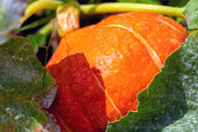 Nahaufnahme von einem selbst angebauten Kürbis im Garten *** Close up of home grown pumpkin in garden Copyright: xx