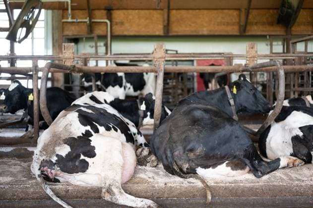 Holstein dairy cows comfortably laying down in freestalls barn. Holstein dairy cows comfortably laying down in freestalls barn. . High quality photo Copyright: xZoonar.com STEVENxWHITEx 20348994