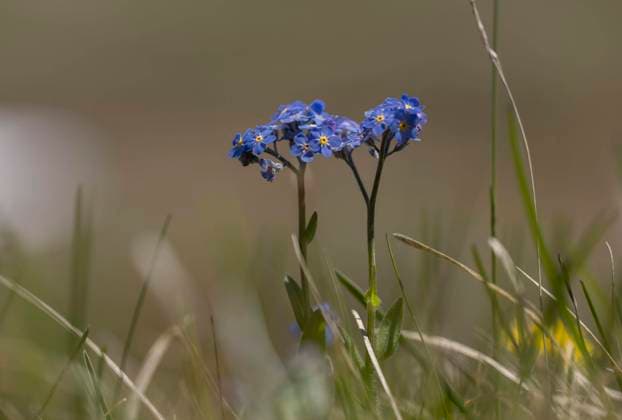  Alpen-Vergißmeinnicht (Myosotis alpestris) *** Alps Forget-me-not Myosotis alpestris Copyright: imageBROKER/GoMaierhofer ibxgot09397387.jpg