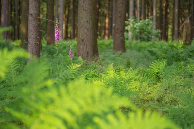 Roter Fingerhut (Digitalis purpurea), Waldboden mit Königsfarn (Osmunda regalis) bedeckt, Fichtenwald, Deister, Calenberger Bergland, Schaumburger Land, Hameln Pyrmont, Deutschland, Europa *** Red Thimble Digitalis purpurea , Forest soil with Königsfarn Osmunda regalis covered, Spruce forest, Deister, Calendario Berger Mountain country, Schaumburger Country, Hameln Pyrmont, Germany, Europe Copyright: imageBROKER/KarstenxJeltsch ibxkje09413626.jpg