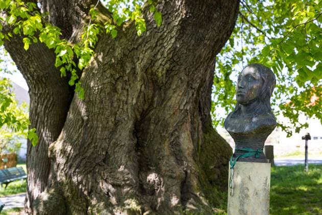 Büste der Pianistin Clara Schumann an der Schmorsdorfer Linde, hsitorische Sommerlinde (Tilia platyphyllos), geschätztes Alter 350-500 Jahre, im Ortskern von Schmorsdorf, Müglitztal, Sachsen, Deutschland *** Bust of the pianist Clara Schumann at the Schmorsdorf lime tree, hsitoric summer lime Tilia platyphyllos , estimated age 350 500 years, in the center of Schmorsdorf, Müglitztal, Saxony, Germany