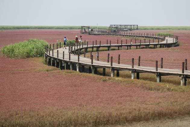(230719) -- PANJIN, July 19, 2023 -- Tourists visit the Honghaitan Red Beach scenic area in Panjin, northeast China s Liaoning Province, July 19, 2023. The Honghaitan Red Beach is famous for its landscapes featuring the red plant of Suaeda salsa, one of the few species of plant that can live in highly alkaline soil. ) CHINA-LIAONING-PANJIN-RED BEACH-TOURISM (CN) PanxYulong 
