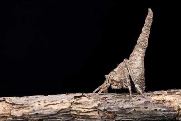 Lateral of twig mimic spider, Poltys columnaris at Satara, Maharashtra Lateral of twig mimic spider, Poltys columnaris at Satara, Maharashtra, India Copyright: xZoonar.com RealityImagesx 20403880