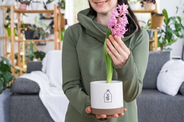 Spring flower hyacinth bloomed at home in a pot in the hands of a woman in the interior of a green house with shelving collections of domestic plants. Home crop production Spring flower hyacinth bloomed at home in a pot in the hands of a woman in the interior of a green house with shelving collections of domestic plants. Home crop production ,model released, Symbolfoto Copyright: xZoonar.com OlgaxSimonovax 20401386 ,model released, Symbolfoto ,property released