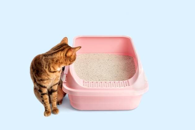 A Bengal cat sits next to a plastic toilet bowl filled with bentonite on a colored background. A Bengal cat sits next to a plastic toilet bowl filled with bentonite on a colored background. Copy space. Copyright: xZoonar.com SvetlanaxSultanaevax 20404134