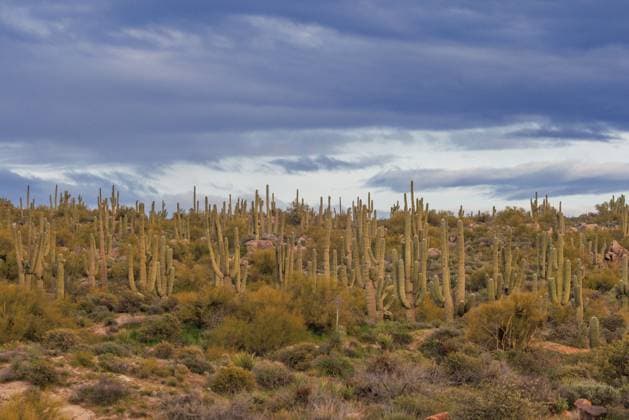 Creative Highlights World Saguaro-Kaktus, Saguarokaktus, Riesenkaktus, Kandelaberkaktus (Carnegiea gigantea, Cereus giganteus), Kakteenwald in der Wueste, USA, Arizona, Browns Ranch Trailhead, Scottsdale saguaro cactus (Carnegiea gigantea, Cereus giganteus), Cactus forest in the desert, USA, Arizona, Browns Ranch Trailhead, Scottsdale BLWS688650 *** Saguaro Cactus, Saguaro Cactus, Giant Cactus, Candelabra Cactus Carnegiea gigantea, Cereus giganteus , Cactus forest in the Desert, USA, Arizona, Browns Ranch Trailhead, Scottsdale Saguaro Cactus Carnegiea gigantea, Cereus giganteus , Cactus Forest in The desert, USA, Arizona, Browns Ranch Trailhead, Scottsdale BLWS688650 Copyright: xblickwinkel A.xHartlx