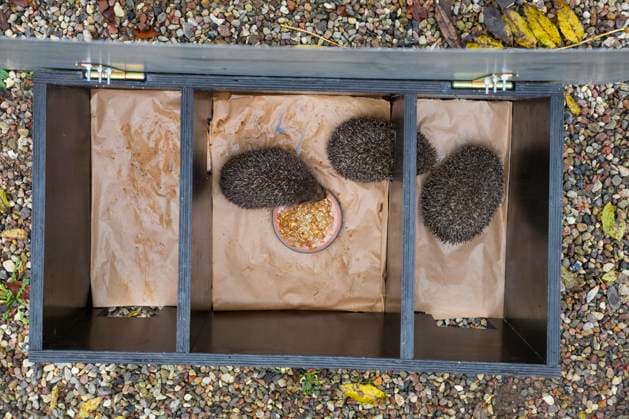 IMAGO Creative: Jahreszeit Herbst, Igel beziehen Winterquartier Europaeischer Igel, Westeuropaeischer Igel, Westigel, West-Igel, Braunbrustigel, Braunbrust-Igel (Erinaceus europaeus), drei Igel in geoeffnetem Igelhaus, selbst gebauter Kasten zur Fuetterung von Igel Western hedgehog, European hedgehog (Erinaceus europaeus), hree hedgehogs in an open hedgehog house, self-made box for feeding hedgehogs BLWS691306 *** european Hedgehogs, Western European Hedgehogs, Westigel, WEST Hedgehogs, Brown-breasted hedgehog, Brown breast Hedgehog Erinaceus europaeus , Three Hedgehog in open Hedgehog House, Self built Box to Feeding from Hedgehog Western hedgehog, European Hedgehog Erinaceus europaeus , hree hedgehogs in to Open Hedgehog house, Self Made Box for Feeding hedgehogs BLWS691306 Copyright: xblickwinkel F.xHeckerx
