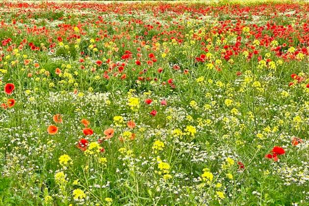  Mohn (Papaver) Echte Kamille (Matricaria chamomilla) Blühstreifen, Sonnenaufgang, Sommerwiese, Poppy, Bienenweide, Gegenlicht, Streiflicht, Sachsen-Anhalt, Deutschland, Europa *** Mohn Papaver Real Chamomile Matricaria Chamomilla Flowering strips, Sunrise, Summer meadow, Poppy, Bee pasture, Backlight, Grazing light, Saxony Anhalt, Germany, Europe Copyright: imageBROKER/ThomasxHinsche iblhin09424059.jpg