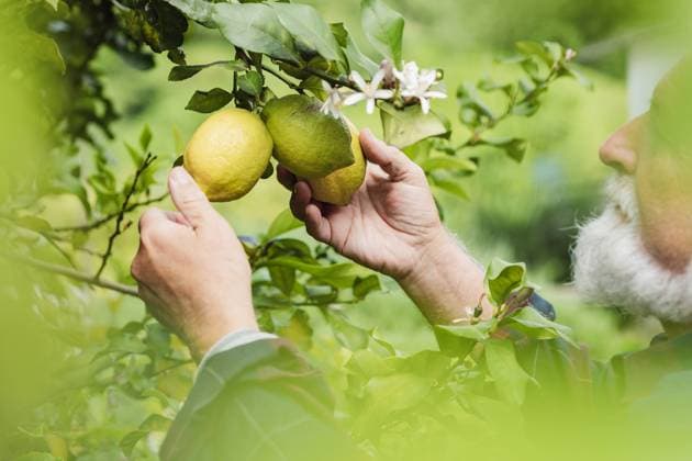 IMAGO Creative: Sommer, Sommertage im Garten MR_ID14973_13980_JuanUnzueta.jpg Side view of aged gray haired male farmer touching fresh green lemons and looking away while standing near tree with leaves and flowers in daylight against blurred greenery, Model released HodeiUnzueta_ID14973_457537_036 Copyright: xHodeixUnzuetax MR