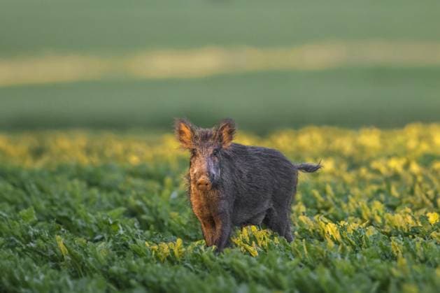 Creative Highlights World Einsames Wildschwein (Sus scrofa), Sau, Weibchen auf Futtersuche in einem Zuckerrübenfeld im Sommer *** Einsames Wild boar Sus scrofa , Sow, Female at Foraging in a Sugar beet field at Summer Copyright: imageBROKER/alimdix/xArterrax/xSvenxErikxArndt ibltsm09420062.jpg