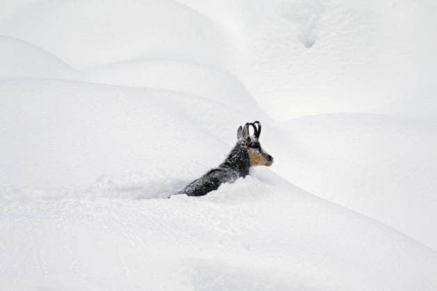 Gämse (Rupicapra rupicapra) bei der Futtersuche im Tiefschnee im Winter, Nationalpark Gran Paradiso, Italienische Alpen, Italien, Europa *** Chamois Rupicapra Rupicapra at the Foraging at Deep snow at Winter, National Park Gran Paradiso, Italian Alps, Italy, Europe Copyright: imageBROKER alimdix xArterrax xSven-ErikxArndt ibltsm09424265.jpg
