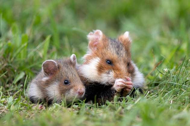  Feldhamster (Cricetus cricetus) auf Wiese, Jungtier mit Mutter, Wien, Österreich, Europa *** Field hamster Cricetus Cricetus at Meadow, Kitten with Mother, Vienna, Austria, Europe Copyright: imageBROKER/SonjaxJordan ibxjor09428881.jpg