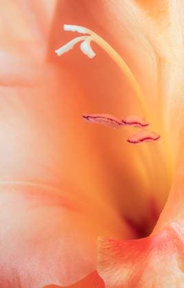 Macro image of the interior of a gladiolus with emphasis on the pistil and pollen laden stamens MarkWindom_ID14078_426613_008 Copyright: xMarkxWindomx Model Released