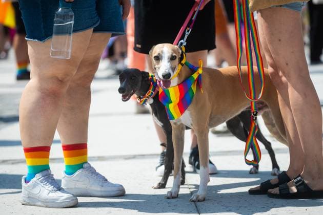 News Bilder des Tages Rainbow Pride Parade Bratislava Dog participants during the Rainbow Pride Parade in Bratislava July 22, 2023. Photo by Branislav Racko Bratislava Slovakia Copyright: xBranislavxRackox 1032219357st