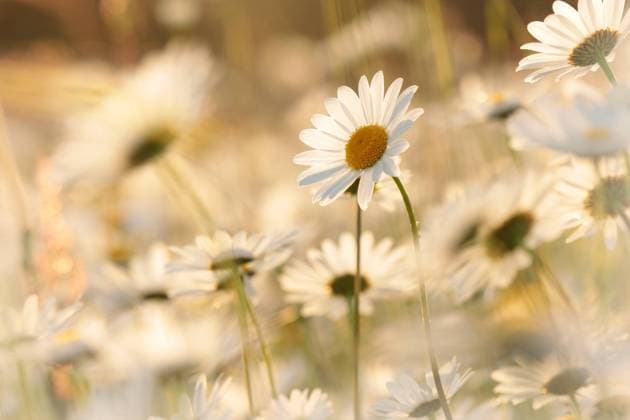 Daisies Daisies on a spring meadow in the early morning. Copyright: xZoonar.com PaulxAniszewskix 20462591