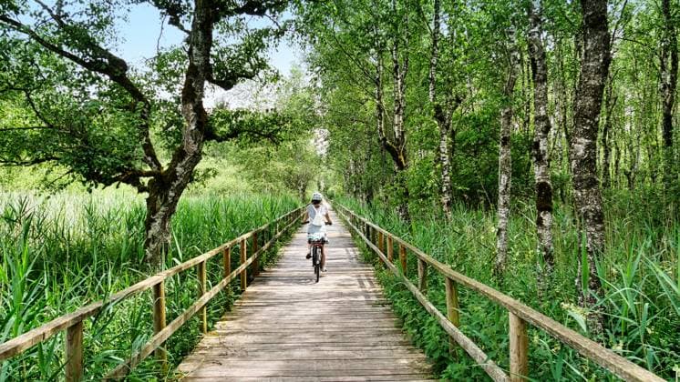 Radlerin auf dem Bohlenweg und auf dem Federsee-Rundweg durch den Bannwald Radlerin auf dem Bohlenweg und auf dem Federsee-Rundweg durch den Bannwald ,model released, Symbolfoto Copyright: xZoonar.com GünterxGegenheimerx 20491834 ,model released, Symbolfoto ,property released