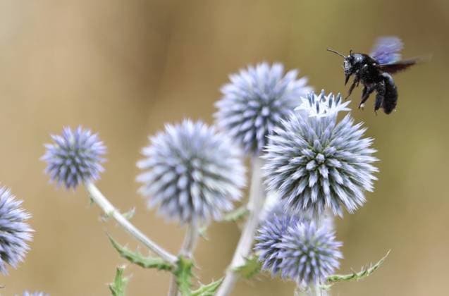 Creative Highlights World Holzbiene 21.07.2023, Erfurt, Große Blaue Holzbiene, auch Blauschwarze oder Violettfluegelige Holzbiene (Xylocopa violacea) hebt von einer Distel ab *** Wood bee 21 07 2023, Erfurt, Great blue wood bee, also blue-black or violet-winged wood bee Xylocopa violacea takes off from a thistle