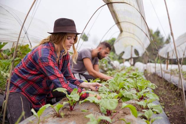 Young farmers working together in farm model released, Symbolfoto property released, IKF00939