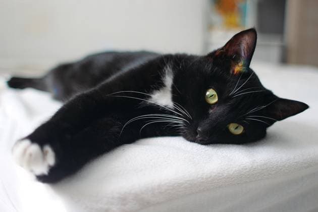 Black and white cat lying on the bed Perm, Perm Krai, Russia R_YJYK220815-1027720-01