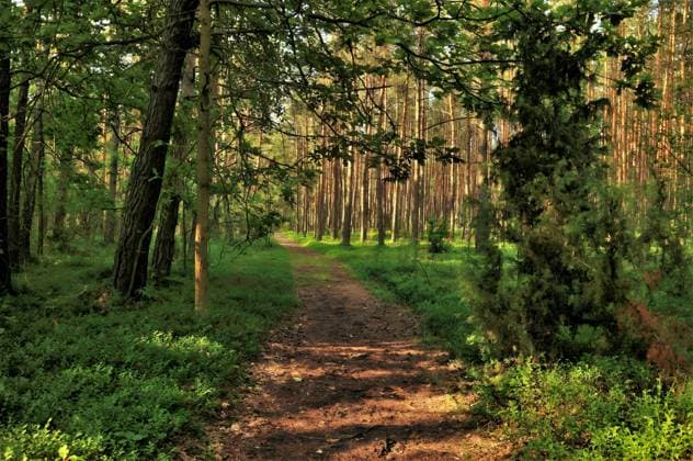 IMAGO Creative, Jahreszeit Frühling, Licht und Sonne Path in the woods, green nature. Moravany, South Moravian Region, Czechia R_WEWE230720-1219022-01