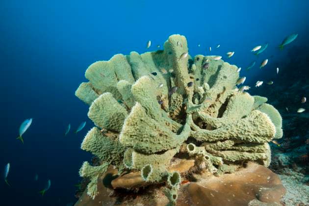 Creative Highlights World Roehrenschwamm am Riff, Raja Ampat, West Papua, Indonesien Coral reef with Tube Sponge, Raja Ampat, West Papua, Indonesia Roehrenschwamm, Raja Ampat, Indonesien *** Tube Sponge on Reef, Raja Ampat, West Papua, Indonesia Coral reef with Tube Sponge, Raja Ampat, West Papua, Indonesia Tube Sponge, Raja Ampat, Indonesia 