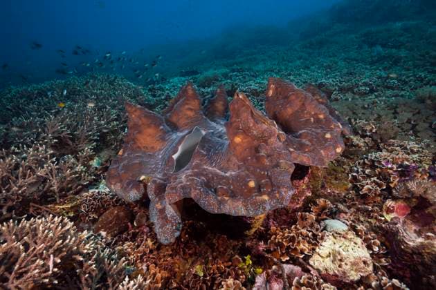 Moerdermuschel im Riff, Tridacna squamosa, Raja Ampat, West Papua, Indonesien Giant Clam in Coral reef, Tridacna squamosa, Raja Ampat, West Papua, Indonesia Moerdermuschel, Raja Ampat, Indonesien *** Giant Clam in Coral reef, Tridacna squamosa, Raja Ampat, West Papua, Indonesia Giant Clam in Coral reef, Tridacna squamosa, Raja Ampat, West Papua, Indonesia Giant Clam, Raja Ampat, Indonesia 