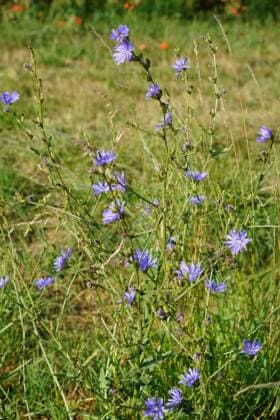 Wegwarte, Cichorium intybus, in der Homöopathie als Verdauungsförderung und bei Leber und Gallenkrankheiten *** Chicory, Cichorium intybus, in the Homeopathy as Digestive support and at Liver and Bile Diseases 1088815503