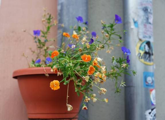 22.07.2023, Deutschland, Thüringen, Blumen, Sommer, Ein mit Stiefmütterchen bepflanzter Blumentopf, Sommerblüher NRW Deutschland *** 22 07 2023, Germany, Thuringia, flowers, summer, A flower pot planted with pansies, summer bloomers NRW Germany Copyright: xD.xKerlekin SnowfieldxPhotographyx SF220723BlumenD
