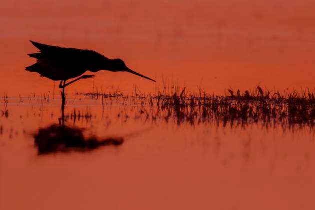 Creative Highlights World Uferschnepfe, Ufer-Schnepfe (Limosa limosa), im Flachwasser bei Sonnenuntergang, Niederlande, Nordholland black-tailed godwit (Limosa limosa), in shallow water at sunset, Netherlands, Northern Netherlands BLWS691707 *** Bar-tailed Godwit, Shore Snipe Limosa Limosa , at Shallow water at Sunset, Netherlands, North Holland Black Tailed Godwit Limosa Limosa , in Shallow Water AT sunset, Netherlands, Northern Netherlands BLWS691707 Copyright: xblickwinkel AGAMI W.xLeursx