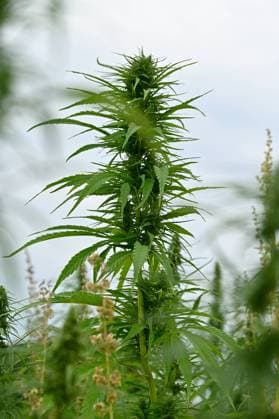 Hanfgewaechs Finola auf der Landesgartenschau in Fulda (Themenfoto vom 19.07.2023). Hanf hat den Vorteil, dass er sehr wuechsig ist und die Trockenheit ganz gut aushaelt. Die Cannabis-Sorte Finola ist zuechterisch soweit bearbeitet, dass sie weniger als 0,2 Prozent THC (Tetrahydrocannabinol) enthaelt und somit keine berauschende Wirkung hat. EDITORIAL USE ONLY *** Hemp plant Finola at the horticultural show in Fulda Theme photo from 19 07 2023 Hemp has the advantage that it is very vigorous and can withstand drought quite well The cannabis variety Finola is breeding so far processed that it contains less than 0.2 percent THC tetrahydrocannabinol and thus has no intoxicating effect EDITORIAL USE ONLY Copyright: epd-bild HeikexLyding _DSC3887