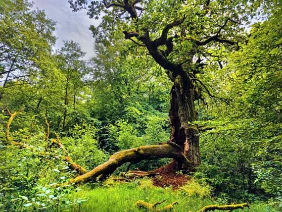 Oak Quercus Spec , Umgefallener Tree trunk at Jungle Sababurg, Germany, Hesse, Nature Park Reinhardswald Oak Quercus Spec , Old Traps Tree in Jungle Sababurg, Germany, Hesse, Nature Park Reinhardswald BLWS691798 Copyright: xblickwinkel S.xZiesex