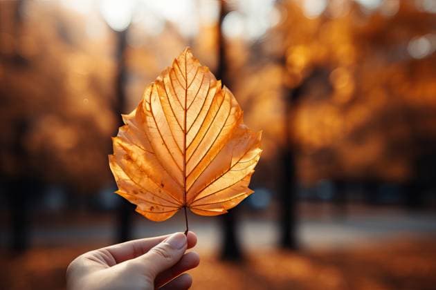 IMAGO Creative: Herbst, Lichtimpressionen Anonymous woman holding a vibrant leaf in the forest at sunset in autumn created with Generative AI technology MR MarcosOsorio_ID15929_485124_016 Copyright: xMarcosxOsoriox RECORD DATE NOT STATED Model Released