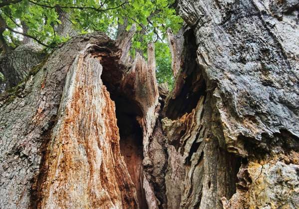 Creative Highlights World Sehr alte, grosse Eiche mit durch Blitzschlag und Baumkrebs abgestorbenen Baumstamm, Deutschland, Hessen, Reinhardswald very old, large oak with dead trunk due to lightning and tree canker, Germany, Hesse, Reinhardswald BLWS691867 *** Very old, Great Oak with through Lightning and canker dead Tree trunk, Germany, Hesse, Reinhardswald very old, Large Oak With Dead Trunk Due to Lightning and Tree canker, Germany, Hesse, Reinhardswald BLWS691867 Copyright: xblickwinkel S.xZiesex