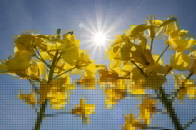 Sonnenschein im Rapsfeld Die Sonne scheint vom Himmel auf die gelben Blüten zweier Rapspflanzen in einem Rapsfeld bei Frankfurt am Main herab. Frankfurt am Main Hessen Deutschland *** Sunshine at Rape field the Sun seems from Sky at the yellow Flowers two Canola plants in a Rape field at Frankfurt on Main down Frankfurt on Main Hesse Germany 2023-05-03_sonne_raps_01