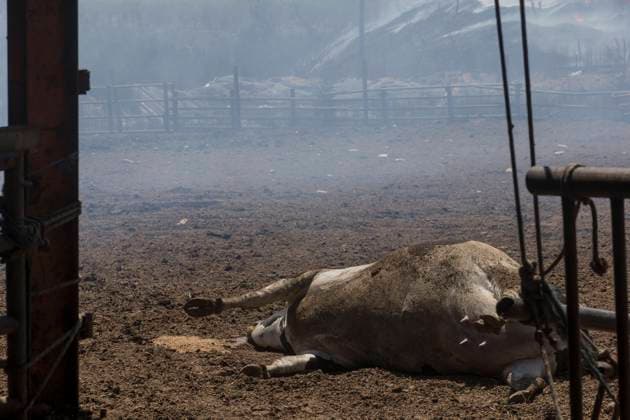 News Themen der Woche KW30 News Bilder des Tages Griechenland, Waldbrand bei Volos (230727) -- VOLOS, July 27, 2023 -- A dead cow is seen at a farm after a wildfire broke out on the outskirts of Volos, Greece on July 27, 2023. Three people have died in wildfires that continued to rage across Greece on Wednesday. A total of 594 wildfires have broken out across Greece in the past 10 days, including 61 on Wednesday. The fire near Volos is among the most challenging. ) GREECE-VOLOS-WILDFIRES MariosxLolos 