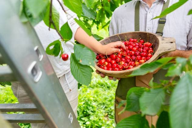 28 June 2023: A happy little boy is picking ripe cherries from a cherry tree in the garden with his father in bright sunshine. The son helps the father with the gardening *** Ein glücklicher kleiner Junge pflückt mit seinem Vater bei strahlendem Sonnenschein reife Kirschen von einem Kirschbaum im Garten. Der Sohn hilft dem Vater bei der Gartenarbeit