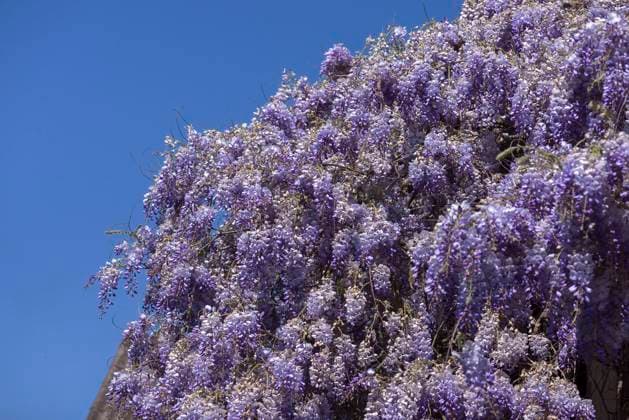  Blühender Blauregen (Wisteria), Baden-Württemberg. Deutschland *** Blühender Blue rain Wisteria , Bathing Württemberg Germany Copyright: imageBROKER/HelmutxMeyerxzurxCapellen ibxmzc09436846.jpg