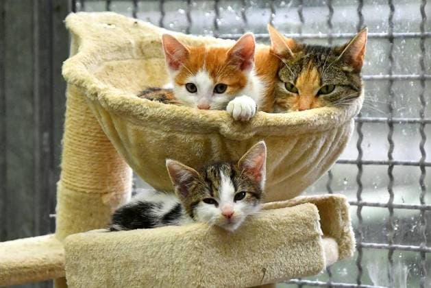 Besuch im Tierheim Witten-Wetter-Herdecke in Witten *** NUR FÜR REDAKTIONELLE ZWECKE *** EDITORIAL USE ONLY ***<p>Die jungen Katzen sind noch etwas scheu beim Besuch im Tierheim Witten-Wetter-Herdecke am 27. Juli 2023 an der Wetterstraße in Witten Deutschland NRW Witten Copyright: JürgenxTheobald *** Visit to the animal shelter Witten Wetter Herdecke in Witten FOR EDITORIAL PURPOSES ONLY EDITORIAL USE ONLY p The young cats are still a bit shy during the visit to the animal shelter Witten Wetter Herdecke on 27 July 2023 at Wetterstraße in Witten Germany NRW Witten Copyright JürgenxTheobald Copyright: JürgenxTheobald doc7r9e8qf9dhvp9rmc1ro ,EDITORIAL USE ONLY