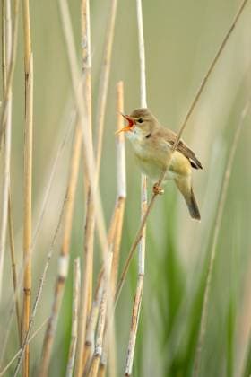 Teichrohrsaenger, Teich-Rohrsaenger (Acrocephalus scirpaceus), sitzt singend an einem Schilfrohrstaengel, Deutschland, Niedersachsen reed warbler (Acrocephalus scirpaceus), perches singing on a reed stalk, Germany, Lower Saxony BLWS688083 *** Pond pipe saws, Pond Rohrsaenger Acrocephalus scirpaceus , sits singing to a Reeds, Germany, Lower Saxony Reed Warbler Acrocephalus scirpaceus , perches SINGING ON a Reed stalk, Germany, Lower Saxony BLWS688083 Copyright: xblickwinkel McPHOTO W.xRolfesx