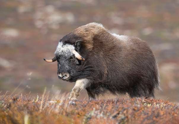 Creative Highlights World Moschusochse, Moschus-Ochse, Bisamochse, Bisam-Ochse, Schafsochse, Schafs-Ochse (Ovibos moschatus), laeuft in der herbstlichen Tundra, Seitenansicht, Norwegen, Dovrefjell Sunndalsfjella Nationalpark Muskox (Ovibos moschatus), walking in the autumn tundra, side view, Norway, Dovrefjell Sunndalsfjella National Park BLWS689648 *** Musk Ox, Musk Ox, Muskox, Bisam Ox, Sheep Ox, Sheep Ox Ovibos moschatus , runs in the autumnal Tundra, Side view, Norway, Dovrefjell Sunndalsfjella National Park muskox Ovibos moschatus , Walking in The Autumn tundra, Side view, Norway, Dovrefjell Sunndalsfjella National Park BLWS689648 Copyright: xblickwinkel AGAMI A.xGhignonex