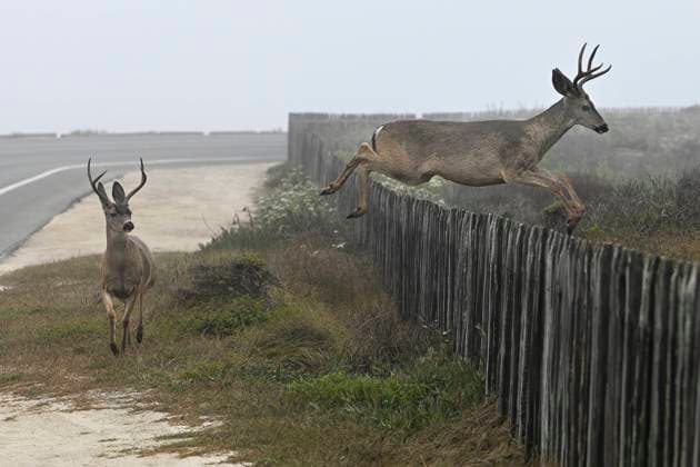 News Themen der Woche KW30 News Bilder des Tages July 28, 2023, Pacific Grove, California, US: Bucks (Odocoileus hemionus) Flies Over Fence in the Morning Mist Pacific Grove US - ZUMAm225 20230728_zap_m225_002 Copyright: xRoryxMerryx